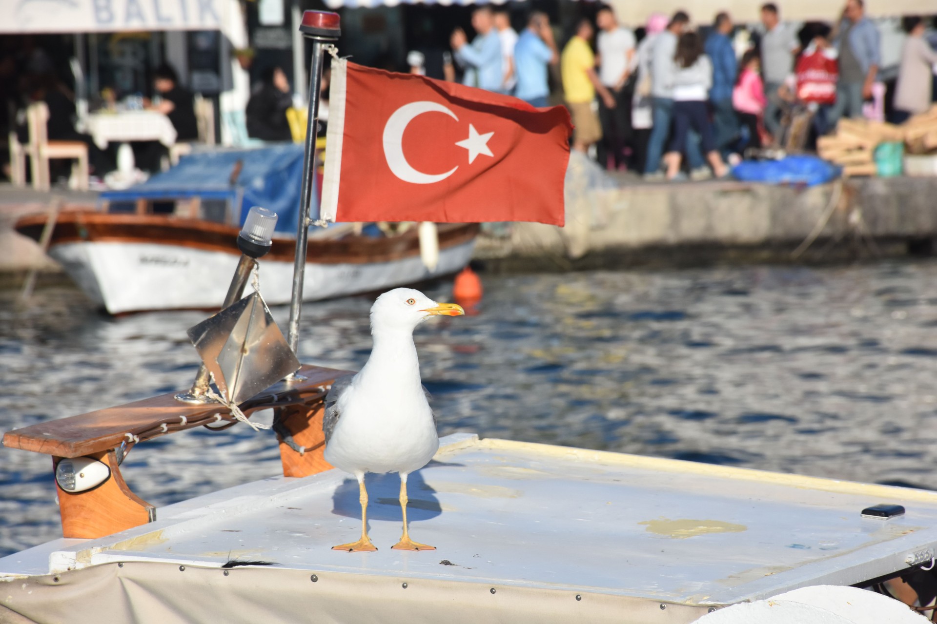 A big seagull on boat, nomadic people walking around  and Turkish flag sitting from the boat, Izmir Foca, Phokaia Turkey